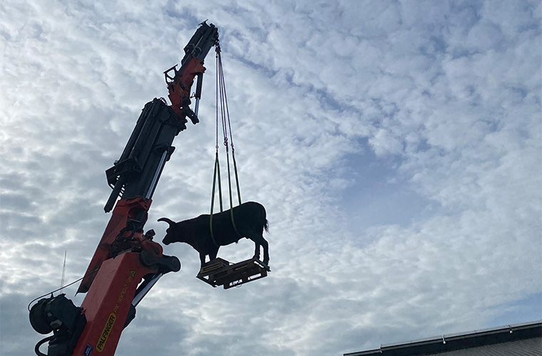 Nyhed - Transport af istidens giganter